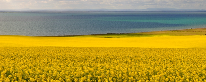canola 16.jpg
